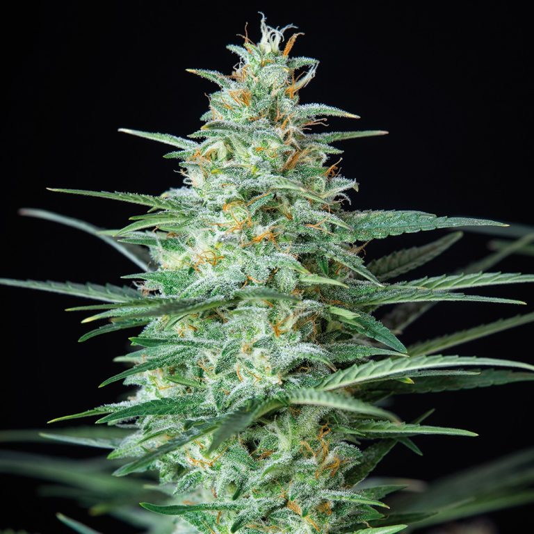 Assorted Auto x50 - Buddha Seeds