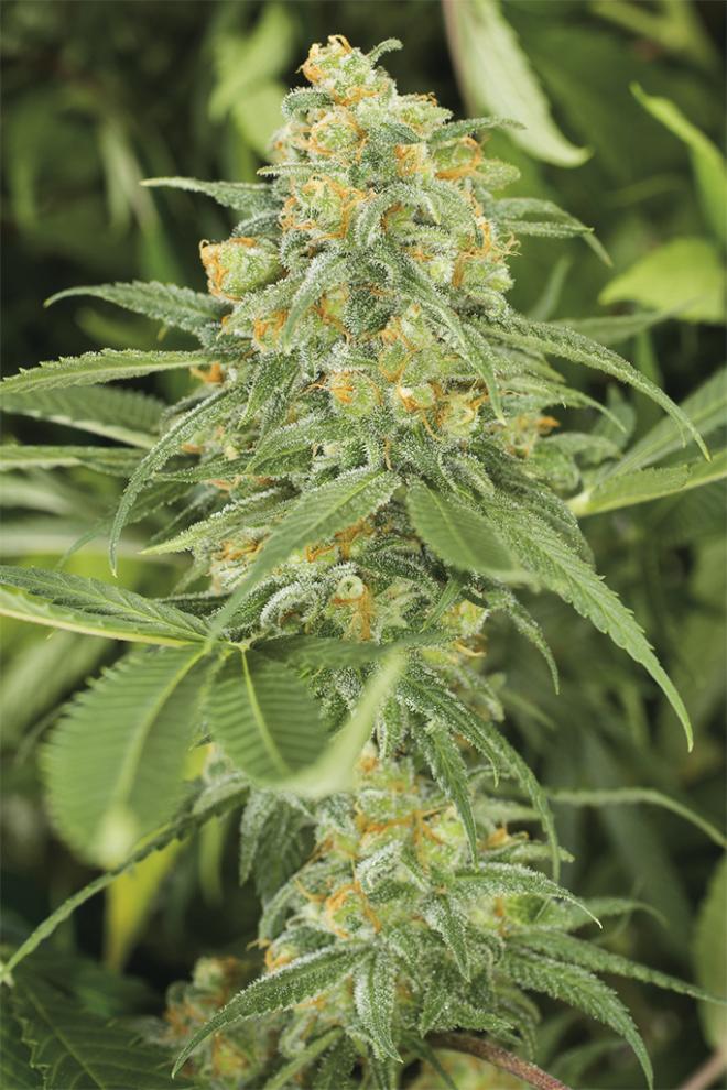 Green Crack Fem (100) Humboldt Seeds