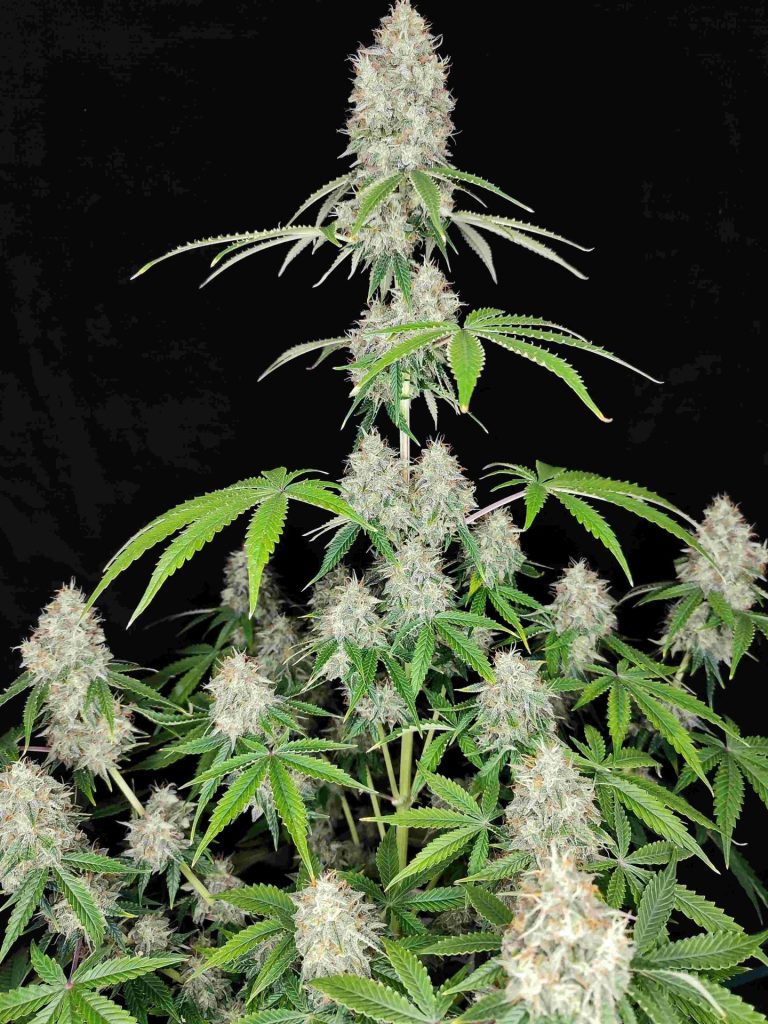 Magnum Auto x50 - Buddha Seeds