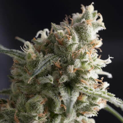 Lennon Fem - Pyramid Seeds