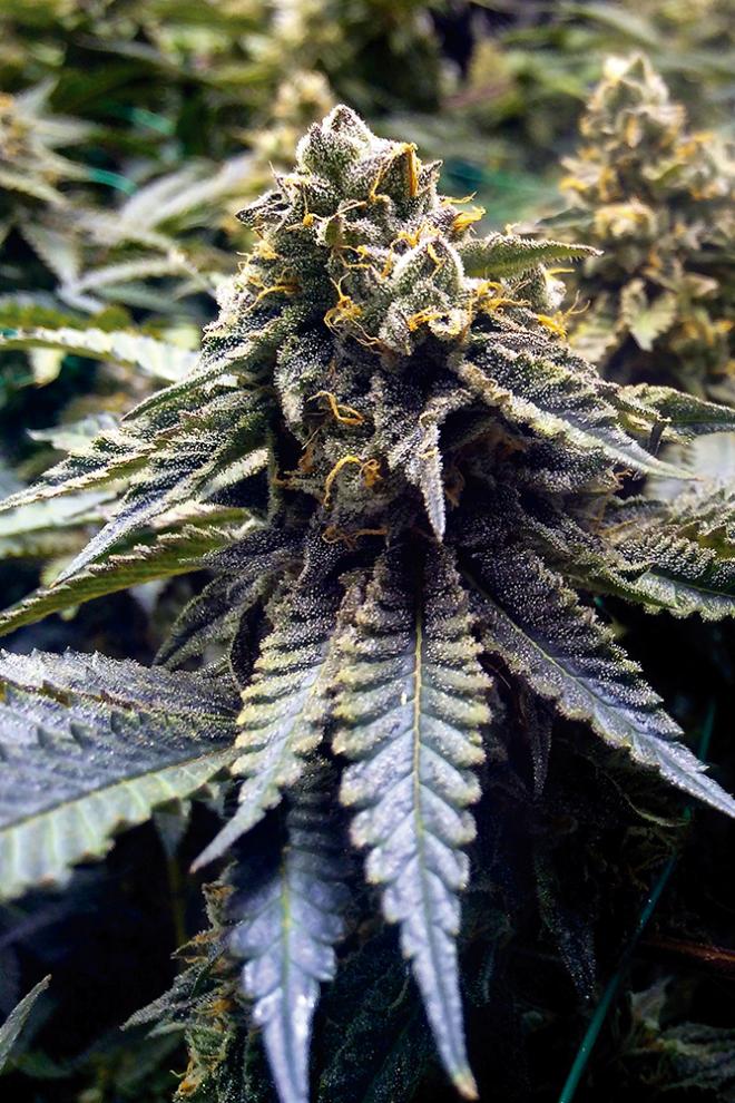 Chocolate Mint OG Fem (100) Humboldt Seeds
