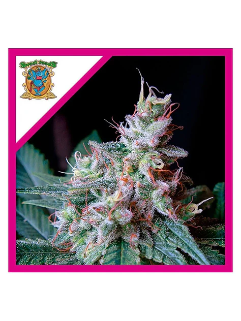Cream Caramel Fast - Royal Queen Seeds - VERNYGLASS