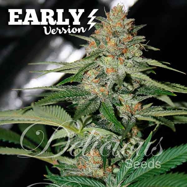 Delicious Candy Early Version (100) - Delicious Seeds - VERNYGLASS