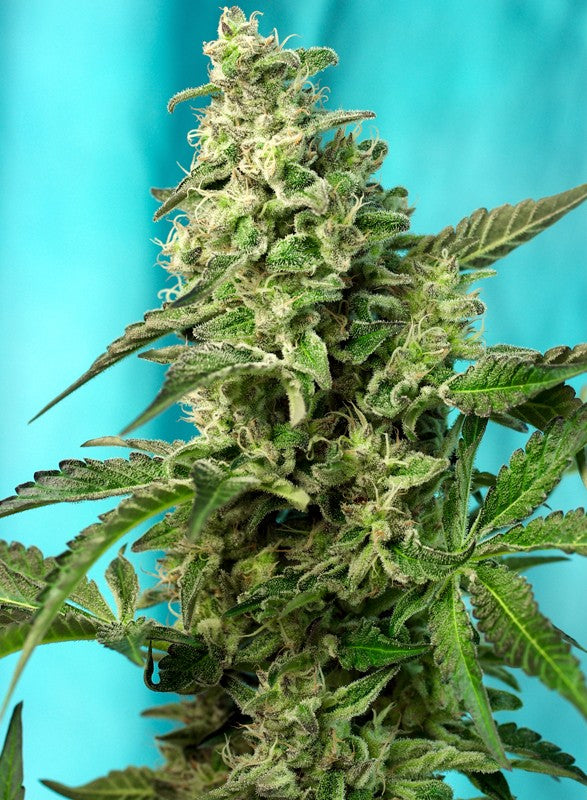 Green Poison F1 (100) Fast Version® Sweet Seeds