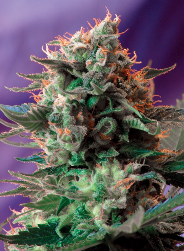 Jack 47 F1 (100) Fast Version® Sweet Seeds