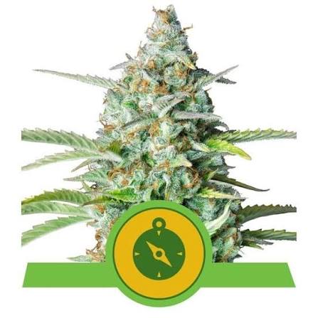 Northern Lights Auto - Royal Queen Seeds