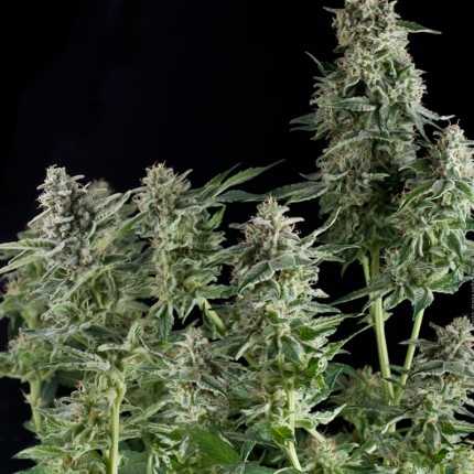 Northern Light Fem (100) Pyramid Seeds - VERNYGLASS