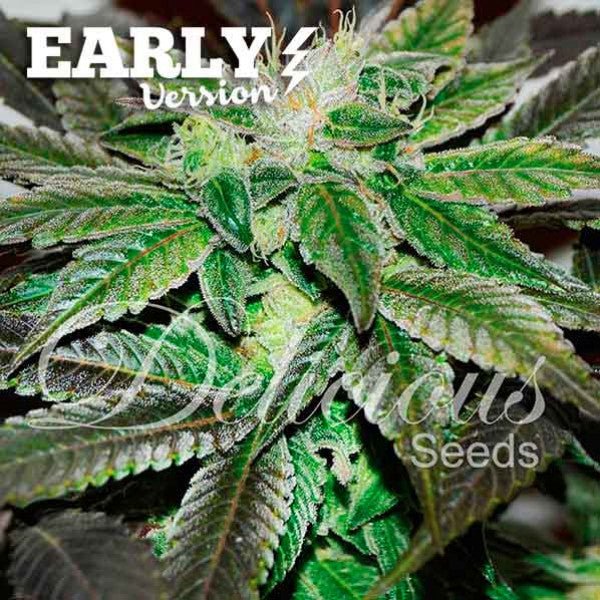 Sugar Candy Early Version - Delicious Seeds - VERNYGLASS