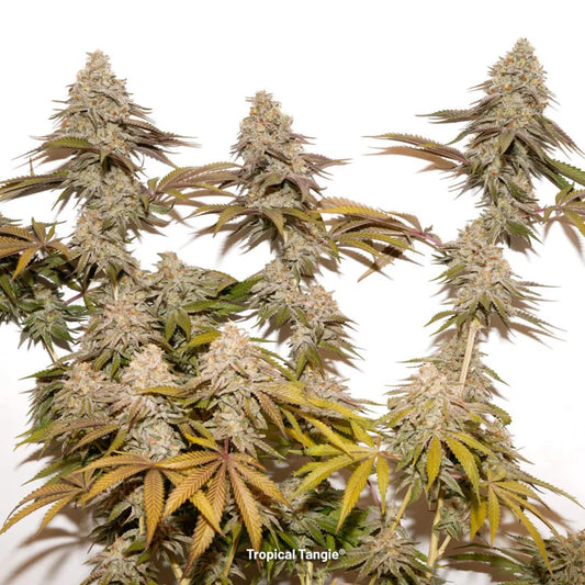 Tropical Tangie Fem x100 - Dutch Passion