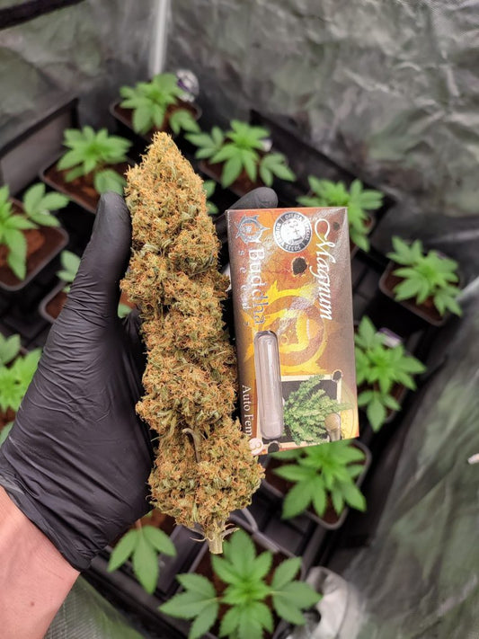Magnum Auto x50 - Buddha Seeds