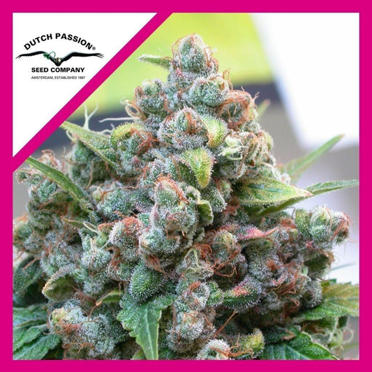 WHITE WIDOW FEM X100-DUTCH PASSION