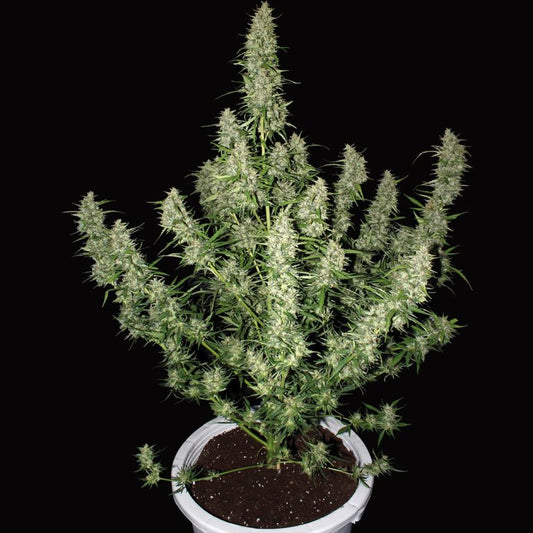 Magnum Auto x50 - Buddha Seeds