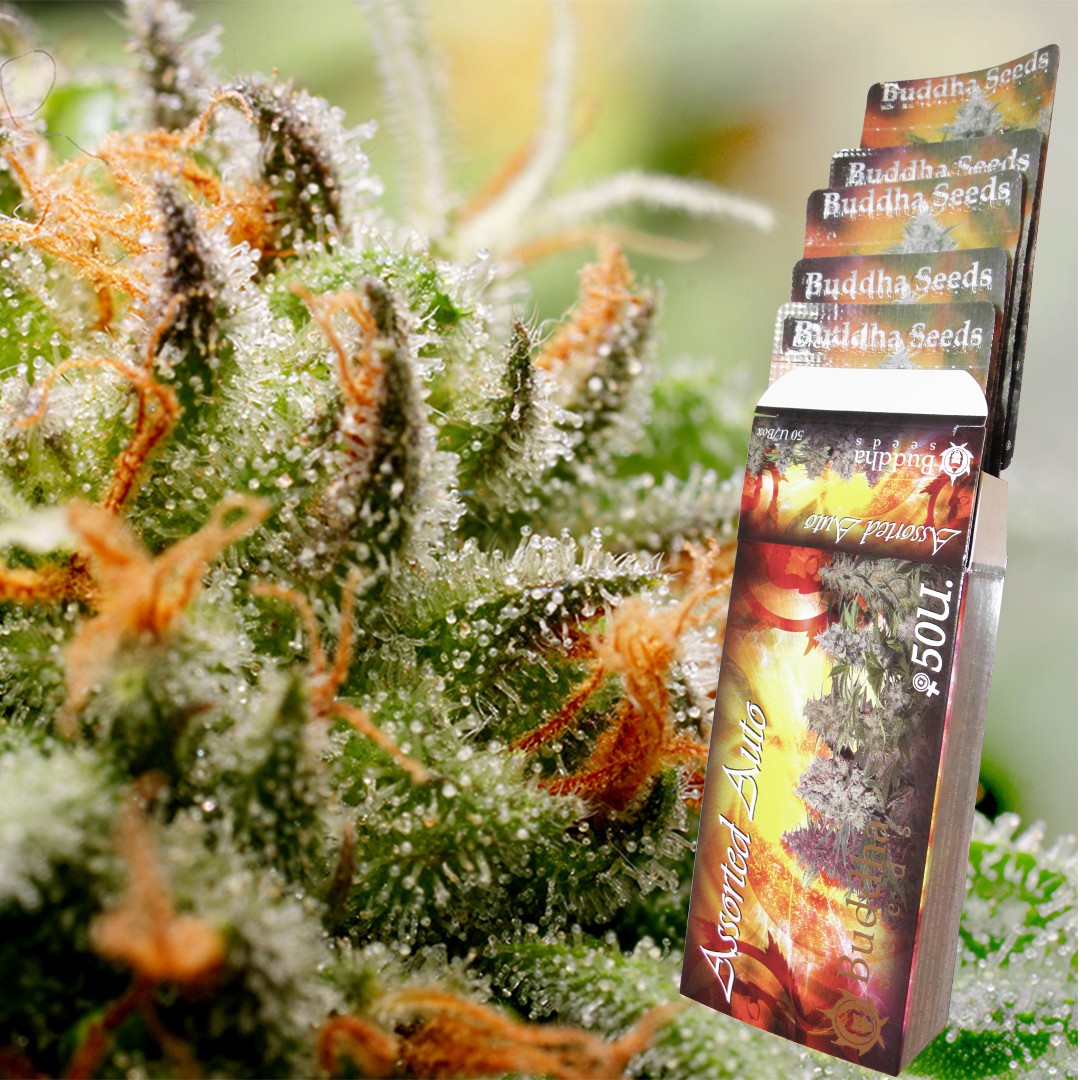 Assorted Auto x50 - Buddha Seeds