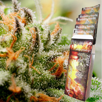 Assorted Auto x50 - Buddha Seeds