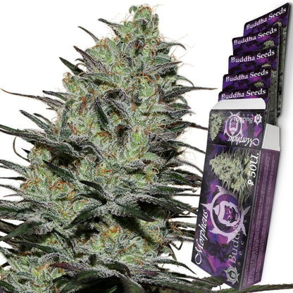 Morpheus Fem x50 - Buddha Seeds