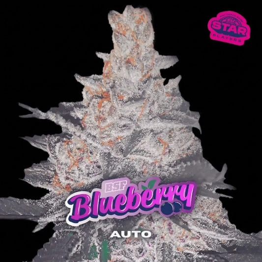 BLUE BERRY AUTO-BSF