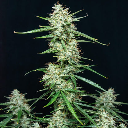 Assorted Auto x50 - Buddha Seeds