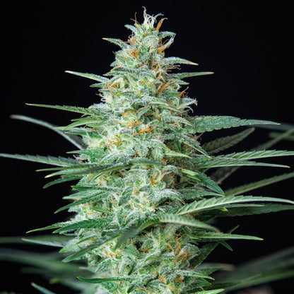 Assorted Auto x50 - Buddha Seeds