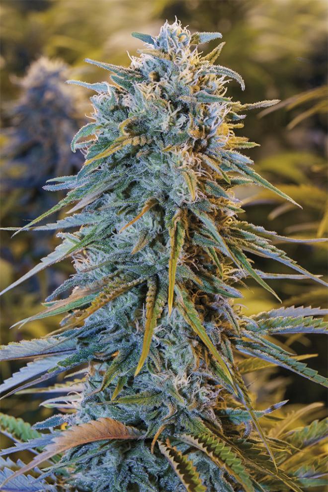 Blue Dream Fem (100) Humboldt Seeds