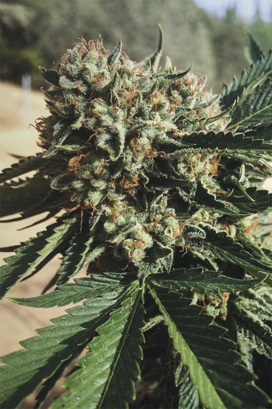 Sapphire OG Fem (100) Humboldt Seeds