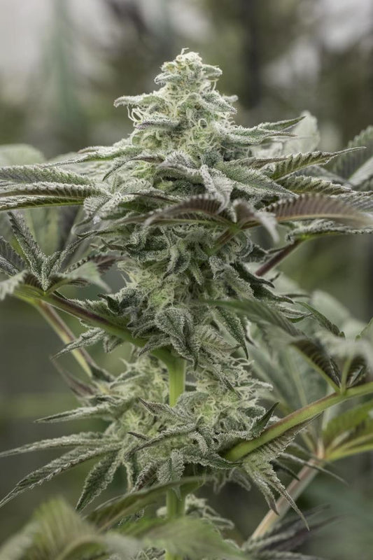 Lemon Citron Fem (100) Humboldt Seeds