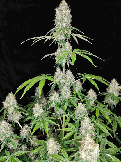 Magnum Auto x50 - Buddha Seeds