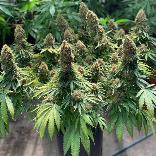 Morpheus Fem x50 - Buddha Seeds