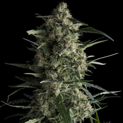 Galaxy Fem - Pyramid Seeds