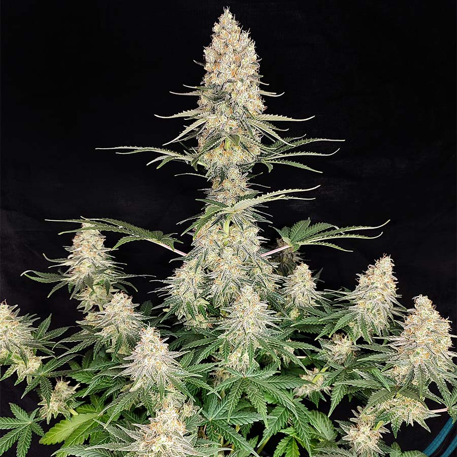 Quasar Fem x50 - Buddha Seeds