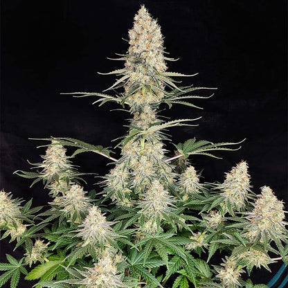Quasar Fem x50 - Buddha Seeds