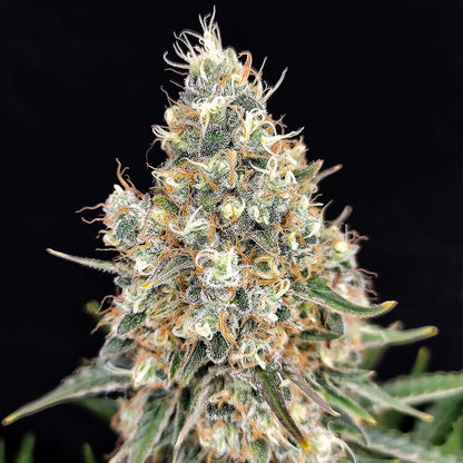 Quasar Fem x50 - Buddha Seeds