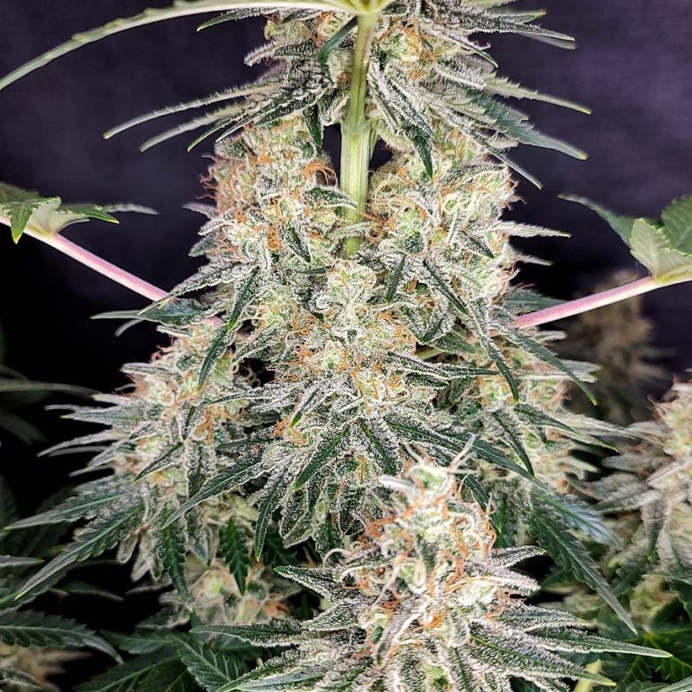 Quasar Fem x50 - Buddha Seeds