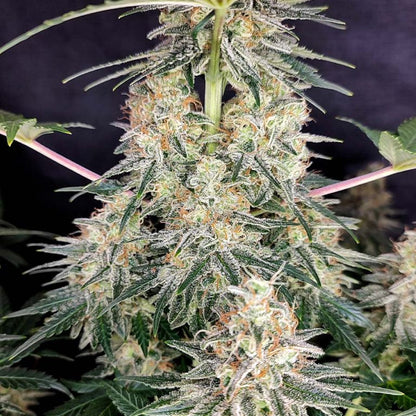 Quasar Fem x50 - Buddha Seeds
