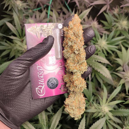 Quasar Fem x50 - Buddha Seeds