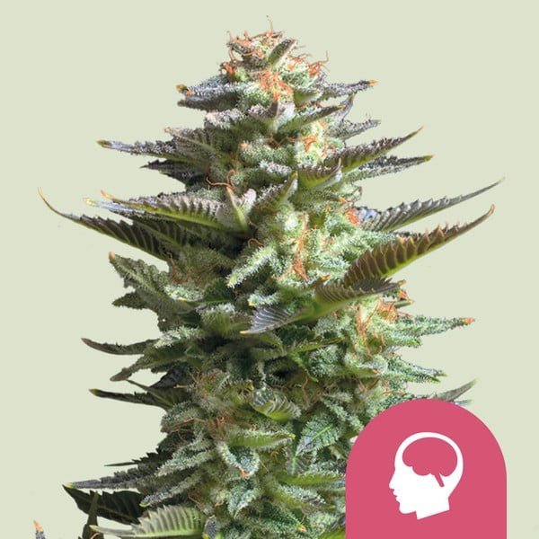 AMNESIA HAZE FEM X100-ROYAL QUEEN SEEDS - VERNYGLASS