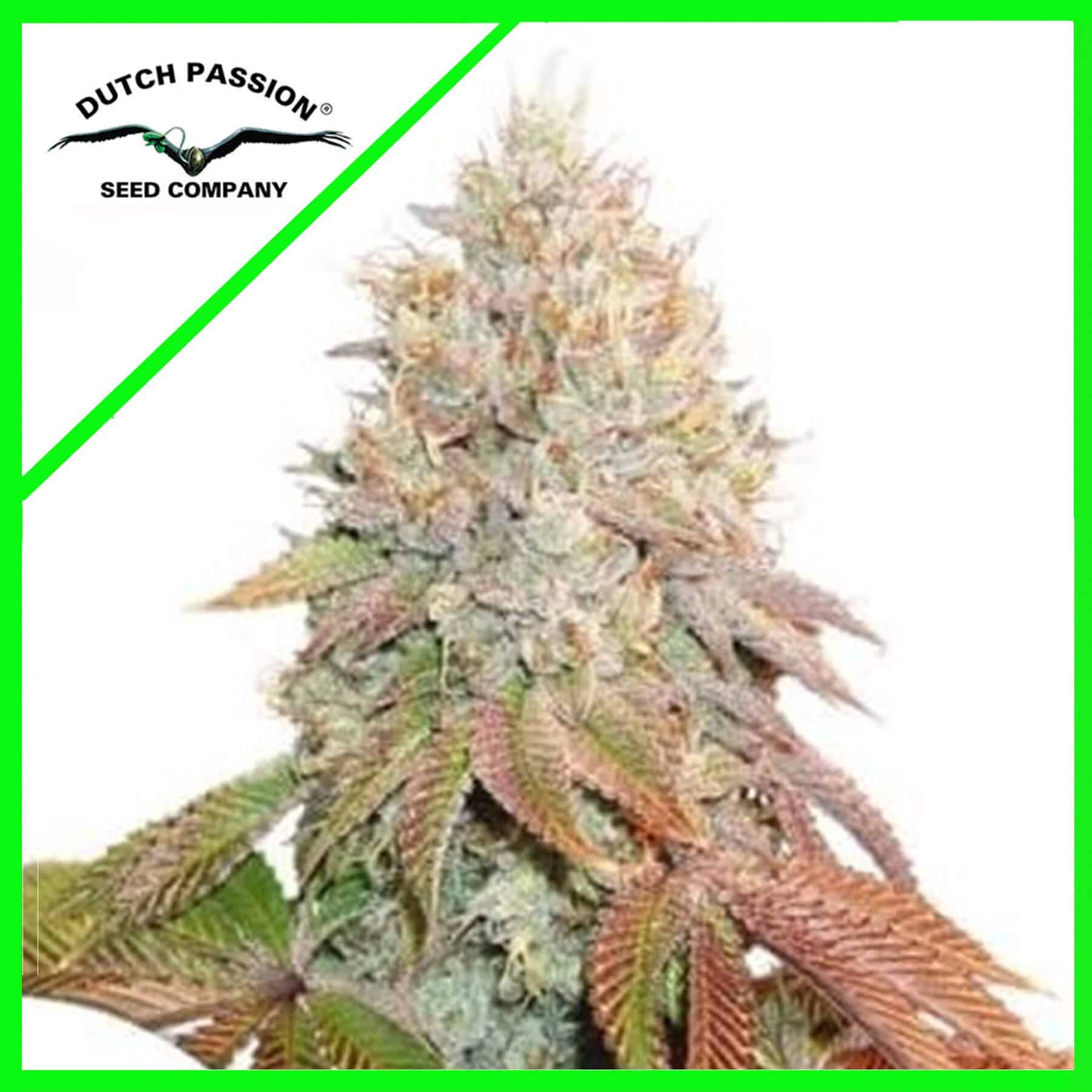 BANANA BLAZE AUTO X100 - DUTCH PASSION - VERNYGLASS