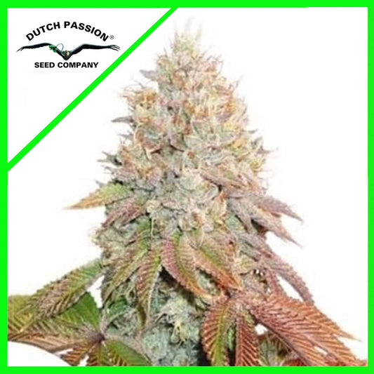 BANANA BLAZE AUTO X100 - DUTCH PASSION - VERNYGLASS