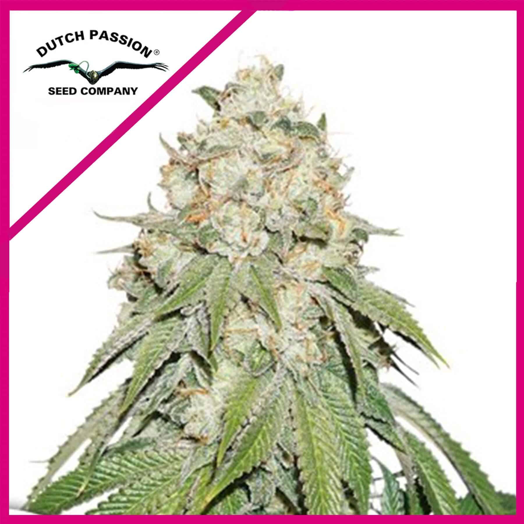 BANANA BLAZE FEM X100 - DUTCH PASSION - VERNYGLASS