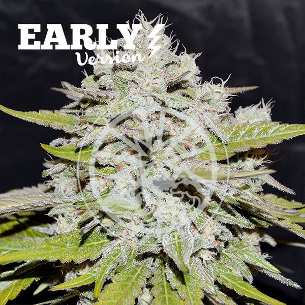 Bay Burguer Early Version - Delicious seeds - VERNYGLASS