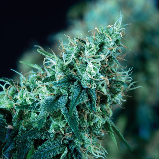 Black Domina Fast Version (100) Trikoma Seeds - VERNYGLASS