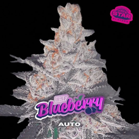 BLUE BERRY AUTO-BSF - VERNYGLASS