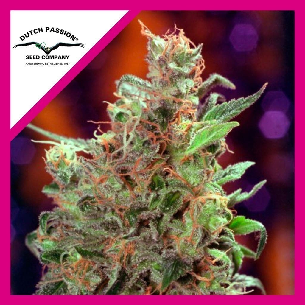 CALIFORNIAN ORANGE FEM X100 - DUTCH PASSION - VERNYGLASS