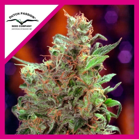 CALIFORNIAN ORANGE FEM X100 - DUTCH PASSION - VERNYGLASS