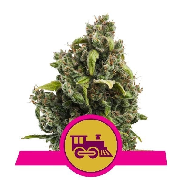 Candy Kush Fast - Royal Queen Seeds - VERNYGLASS