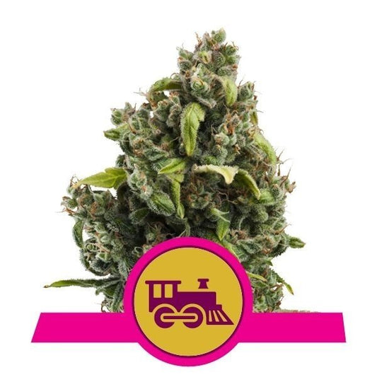 Candy Kush Fast - Royal Queen Seeds - VERNYGLASS