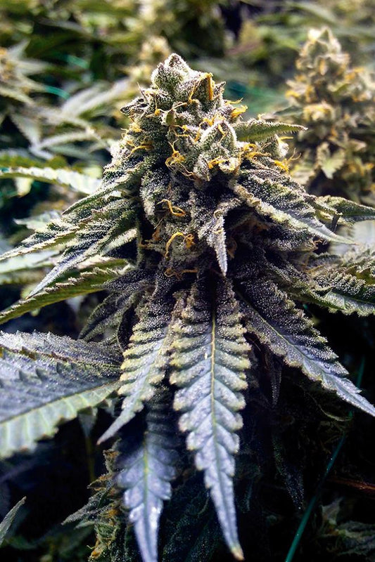Chocolate Mint OG Fem (100) Humboldt Seeds