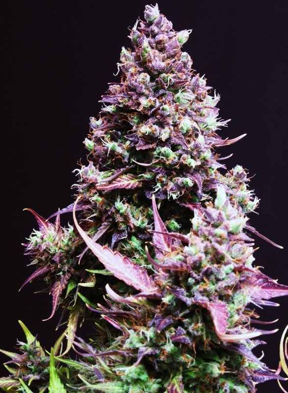 Cream Caramel Auto® (100) Sweet Seeds - VERNYGLASS