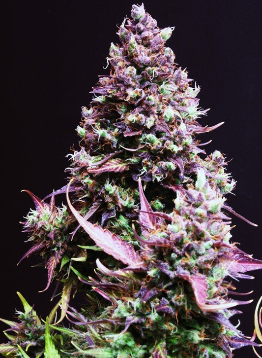 Cream Caramel Auto® (100) Sweet Seeds - VERNYGLASS