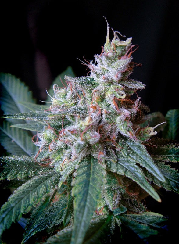 Cream Caramel F1(100) Fast Version® Sweet Seeds