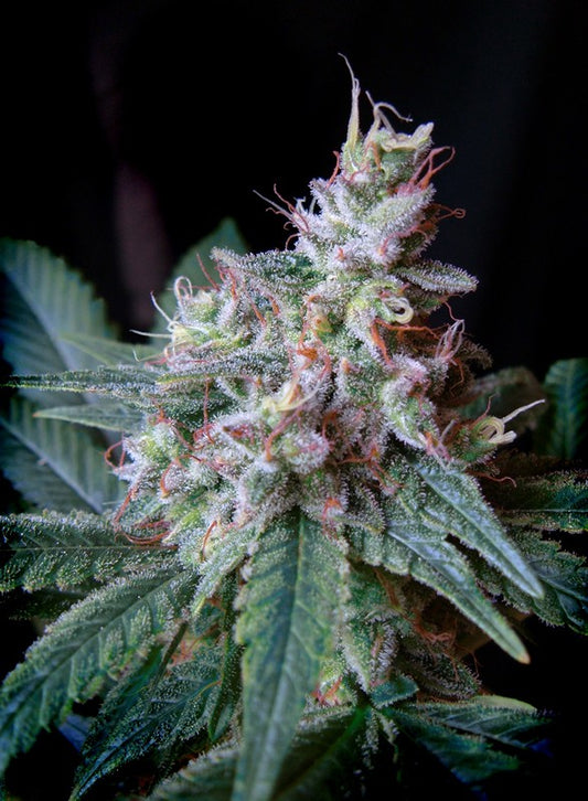 Cream Caramel F1(100) Fast Version® Sweet Seeds